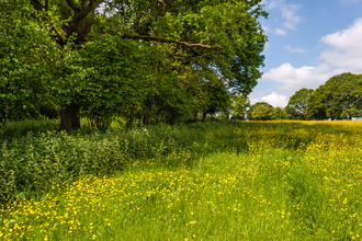 Trees on the left side next to a field with lots of yellow buttercups that stretches away to more trees in the distance; there's a blue sky with fluffy clouds in it.