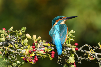 A kingfisher perched on a branch by the River Avon