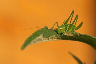 Green bush-cricket with spots on its body and very long antennae sitting on a leaf with an orange background (by Wendy Carter)