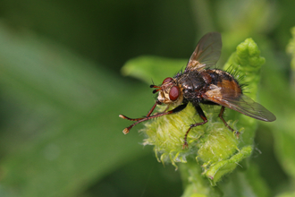 Tachina fera perched on a leaf