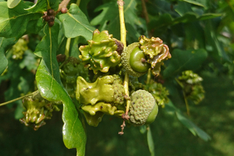 Abnormal growth of a knopper gall on an oak tree - knobbly green uneven growth of an acorn - with normal growth of acorns on the same branch (photo by Wendy Carter)