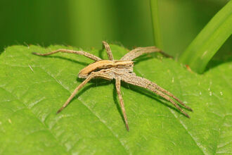 A nursery web spider perched on a green leaf