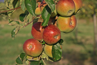 Bunch of reddish apples hanging in a tree by Wendy Carter