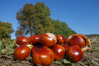 Pile of reddy-chestnut-brown conkers on the ground with a horse chestnut tree in the background by Wendy Carter