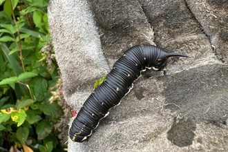 A convolvulus hawk-moth caterpillar sat on a gloved hand