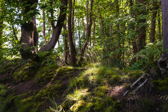 Wooded area at Dropping Well Farm. There is a ditch in the foreground.