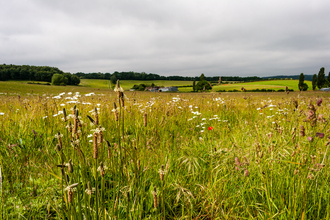 Foreground of plants with the rural landscape stretching off in the background by Paul Lane