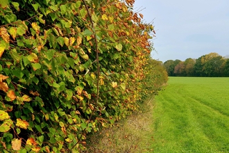 Hedge stretching away in the distance, with leaves just starting to change colour by Paul Lane