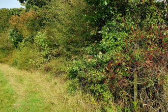 A hedgerow at Green Farm with berries in the foreground hedge and the start of changing colours of leaves further along by Paul Lane