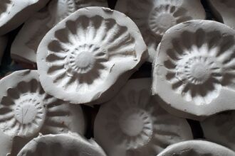 Fossil making kit - moulds for making ammonites