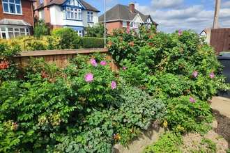 Josie's wildlife garden. You can see houses in the background