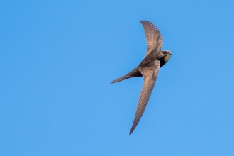 Swift in flight with wings swept back against a blue sky 
