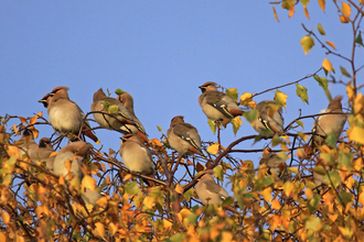 Group of waxwing birds sitting in a tree by Wendy Carter
