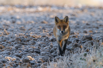 Red fox walking towards and looking at the camera over a frosty field by Jenny Farmer