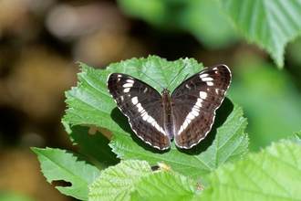 White admiral butterfly sitting on a leaf by Carl Graef