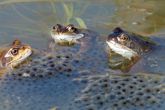 Three frogs sitting in water amongst clumps of frogspawn by Sarah Fowle