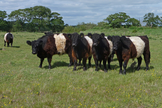 Four Belted Galloway cattle standing in a row looking at the camera by Harry Green