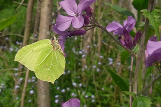 Yellow brimstone butterfly feeding on purple honesty flower by Wendy Carter