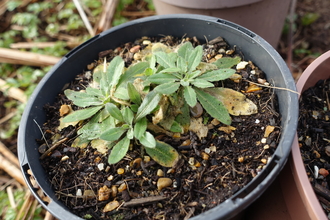 Tower mustard in a pot