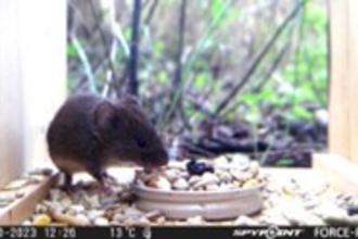 Wood mouse on trail camera at Lower Smite Farm