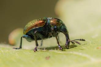 Aspen leaf-rolling weevil - small metallic-coloured beetle with a long 'nose' sitting on a leaf