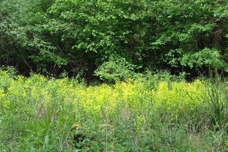 Bright green of wood spurge contrasted against the darker green of trees behind it