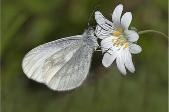 Wood white butterfly with wings closed (grey dusting to underneath of wings) on a greater stitchwort (white, open flower)