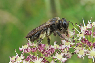 Scarce black mining bee feeding on an umbel head