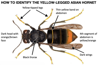Annotated image of an Asian hornet with identification features labelled