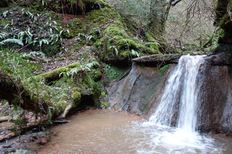 A waterfall amongst moss and ferns in woodland