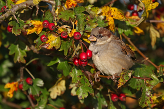 House sparrow sitting next to red hawthorn berries