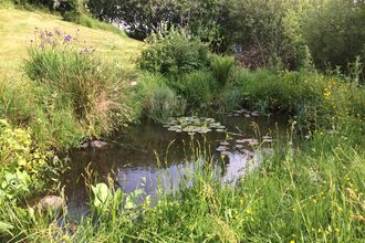 Wildlife pond