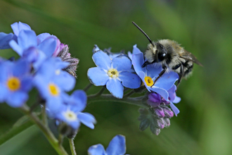 Ashy mining bee (silvery-grey and black) on a blue forget-me-not flower