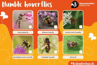 Humble hoverflies spotter sheet