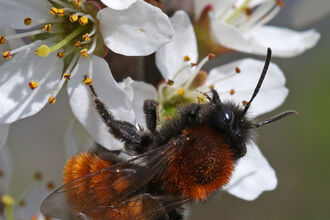 Tawny mining bee (small bee with fox-red hairs on body with black face and legs) on white spring blossom
