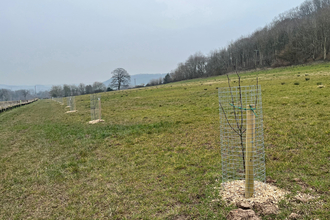 Apostle's Meadow - grassy field on a dull late winter day with recently planted trees with metal tree guards