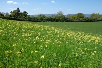 A hillside that's turning yellow with the flowers of cowslips and the Malvern Hills are in the distance. It's a lovely, sunny day with a blue sky.