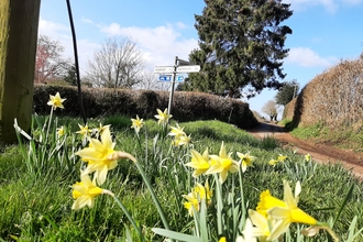 Daffodils on a roadside