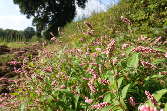 Pink flowers of redshank flowering in abundance