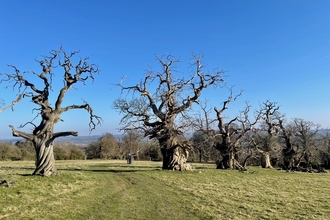 Wood pasture at Croft Castle, Herefordshire