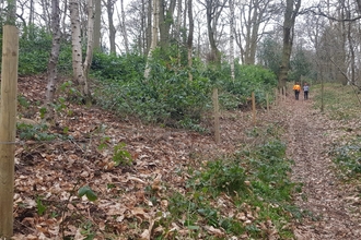 Two people in the distance, walking away from the camera. They're in a woodland and there is a line of new fence posts to the left