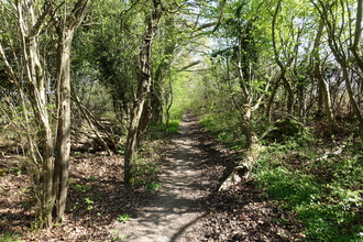 A path through a woodland in spring on a sunny day