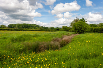 A wet flush on land at Green Farm on a sunny day with fields, hedges and trees in the distance