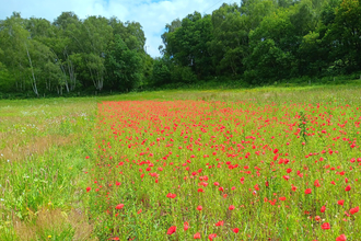 Poppies growing in a cultivated plot - there is a distinct line where the cultivation ended and the poppies are no longer growing. It's a sunny day and there is a line of trees in the background
