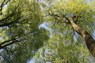 Looking up at green trees
