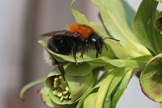 Tree bumblebee sitting on a green leaf - the bumblebee has a black face, ginger thorax, black body and white tail