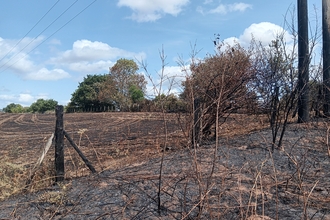 Fire damage - blackened ground and charred trees/fence posts