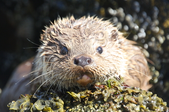A close up of an otter's face. The otter stares pensively into the camera as it rests its chin on a seaweed covered rock.