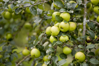 green apples bunched together on a tree