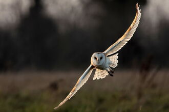 Barn owl flying towards the camera, it's dusk and there's a field in the background with a tall hedgerow in the far distance